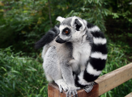 A beautiful ring-tailed lemur  Lemur catta 
