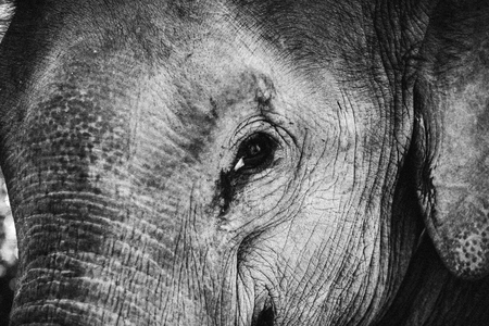 Black&white close up of a young elephantの写真素材