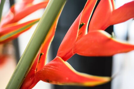 Heliconiaの写真素材