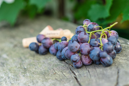 Red grapes and corks on a wooden surfaceの写真素材