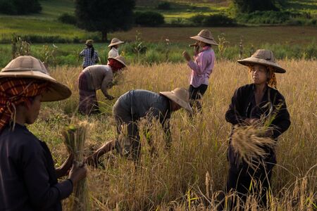 Farmers harvesting rice in a field in Myanmarのeditorial素材