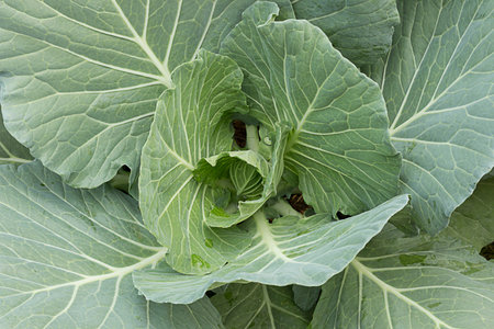closeup of fresh cabbage in the vegetable garden.