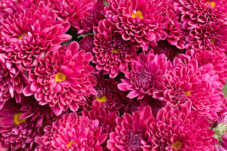 Beautiful background of fresh autumnal flowers.