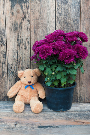 teddy bear with potted chrysanthemum beside old wooden floor.