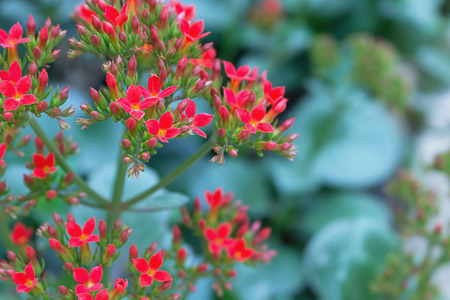 Red  kalanchoe flower.の写真素材