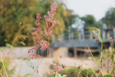 Flowers grass blurred bokeh background water storage dams.の写真素材