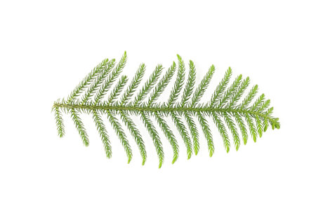 Pine tree leaf on white background