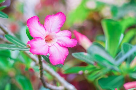 Soft Focus of Pink azalea flowers with Sunlight Bokeh Background after rain. with copy space.の写真素材