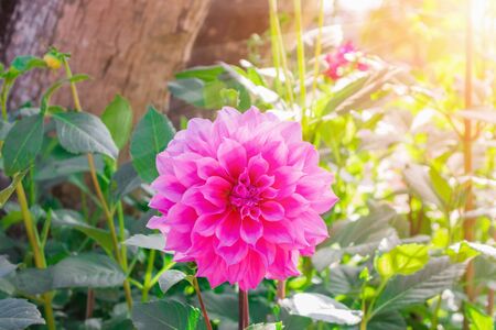 Garden pink dahlia first under tree with  morning sunlight shone throughの写真素材