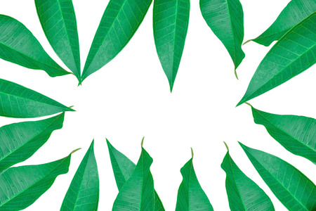 Plumeria flower leaf on white background.の写真素材