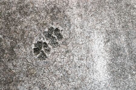 Dog footprints on old concrete floor background with Black and green moss catch and with copy spaceの写真素材