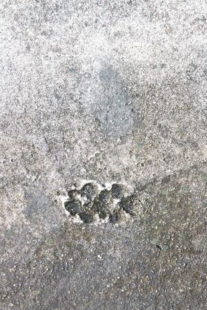 Dog footprints on old concrete floor background with Black and green moss catch and with copy spaceの写真素材