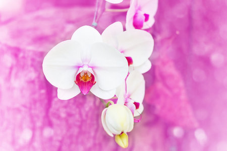 Beautiful white orchid flowers on pink background with blur and bokeh.の写真素材