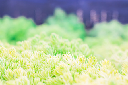 Beautiful gold moss sedum in the garden, Plant green golden. Focused specific point. With background blur and bokeh.の写真素材