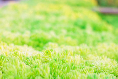 Beautiful gold moss sedum in the garden, Plant green golden. Focused specific point. With background blur and bokeh.の写真素材
