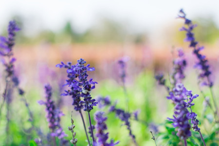 Beautiful lavender, violet, salvia flower blur soft focus for backgroundの写真素材