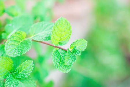 Peppermint, Green mint leaves at soft focus on blurred natural backgroundの写真素材