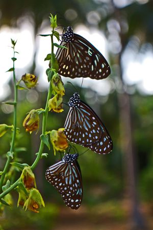 Three butterflies on a stalk of a flowerの写真素材