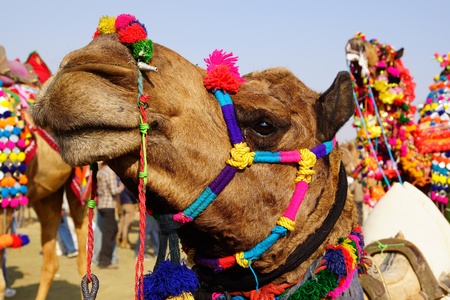 Camel Festival in Bikaner, Indiaの写真素材
