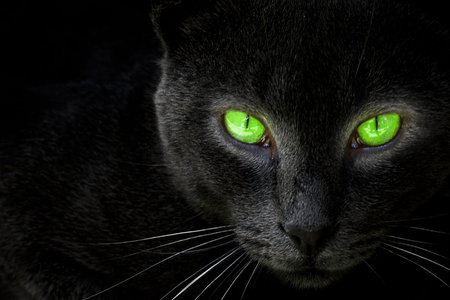 Black cat look in an lens の写真素材