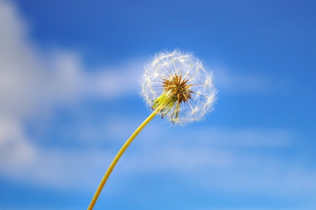 Dandelion on the background of the blue sky の写真素材