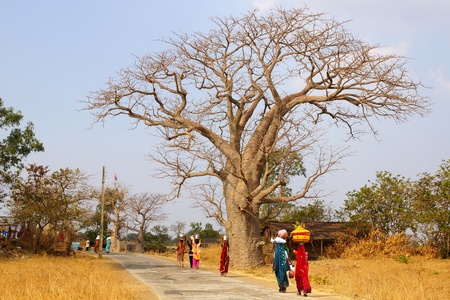 Picturesque nature landscape with Baobab. Mandu, India Picturesque nature landscape with Baobab. Mandu, India