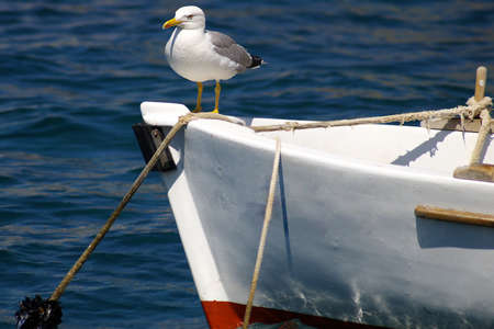 The seagull sitting on a nose of a fishing boatの写真素材