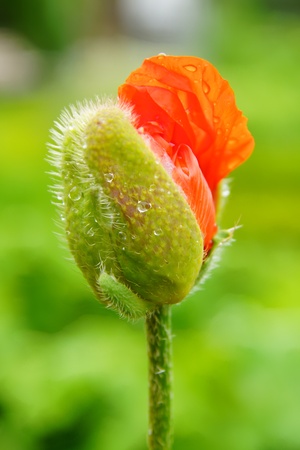 Picturesque nature rural landscape with poppies closeup の写真素材