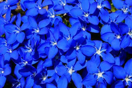 Natural herbal background.  Blue flower close up.の写真素材