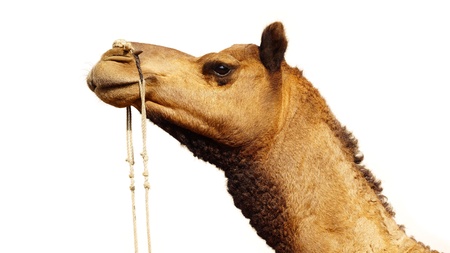 Camel's head closeup. Festival in Bikaner, Indiaの写真素材