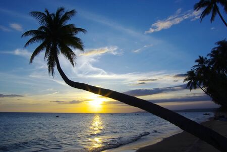 Picturesque nature landscape.  Sunset with palm tree.の写真素材