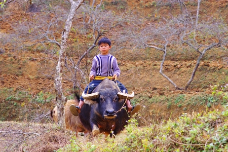 Boy riding a bull. CAN CAU, BAC HA VIETNAM - January 02, 2011のeditorial素材