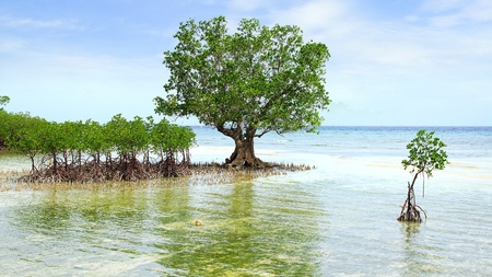 Landscape with mangrove tree   Siquijor island, Philippinesの写真素材