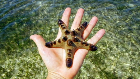  Sea star on the palm. Marine background.の写真素材