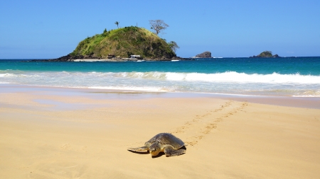 Sea turtle on beach. El Nido, Philippinesの写真素材