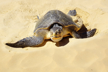 Sea turtle on beach. El Nido, Philippines