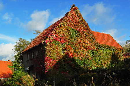 Part of an old street with house overgrown with ivy.の写真素材