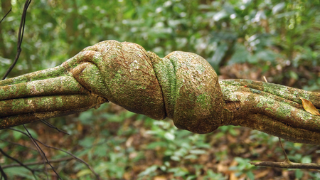 Lianas clouseup winding through the rainforest.の写真素材