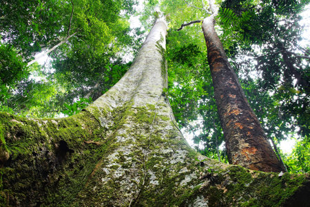 Looking up at gigantic tree trunk in the rainforest.の写真素材