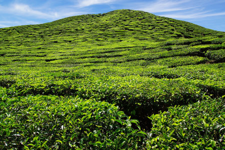 Landscape with tea plantation Cameron highlands, Malaysia