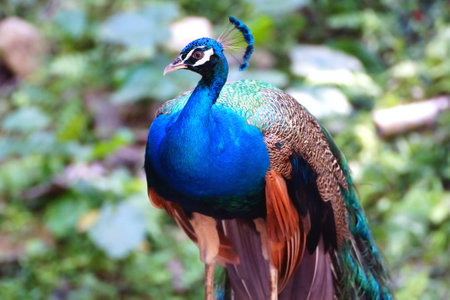 Peacock at KL Bird Park in Kuala Lumpur, Malaysia の写真素材