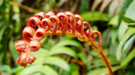 Young fern leaf close up  Nature background