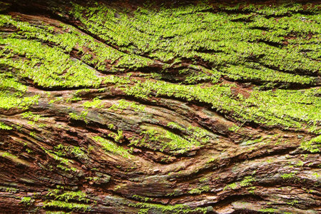 The bark of the tree   Natural background の写真素材