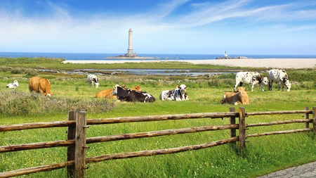 Herd of cows on pasture.  Normandy, France.の写真素材