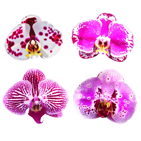 Collection of pink orchid flowers isolated   Nature background の写真素材