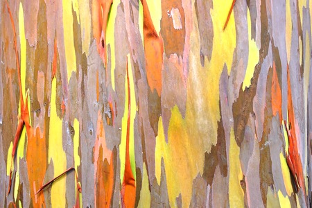 Rainbow eucalyptus. Bark background. Natural background. Close up.の写真素材
