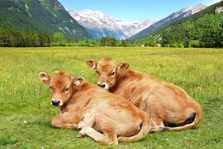 Picos de Europa National Park  Cantabria, Spainの写真素材