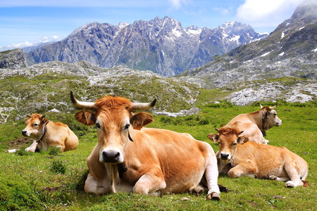 Picos de Europa National Park. Cantabria, Spainの写真素材