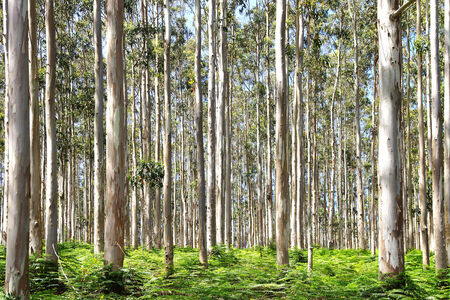  Picturesque nature rural landscape with eucalyptus forest.                            の写真素材