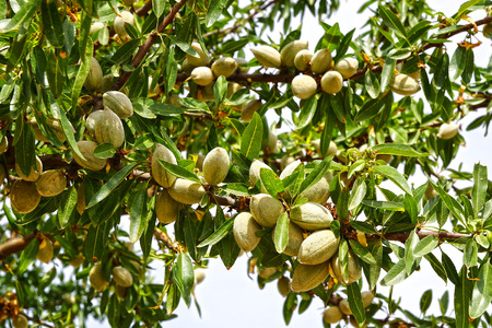 Unripe almonds on a branch close up.                               の写真素材